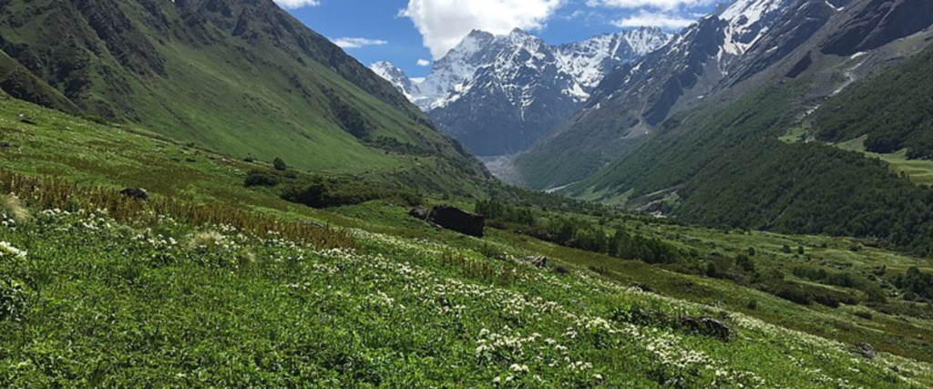 Flowers Blossom At valley of flowers Chamoli India 49