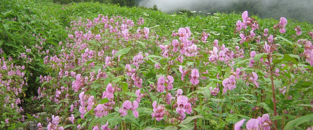 Valley of flowers